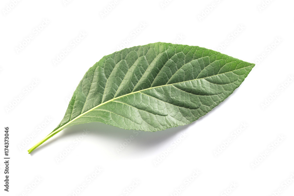 Fototapeta premium green leave on white background. isolated