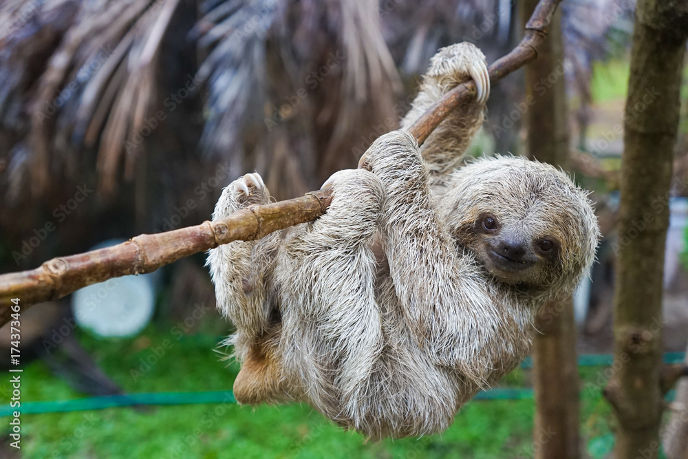 Baby Sloth in Tree in Costa Rica - obrazy, fototapety, plakaty 