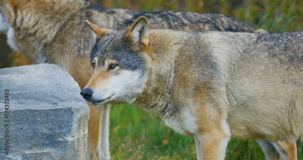 Two large beautiful male wolves in a pack in the forest Two large beautiful male wolves in a pack in the forest