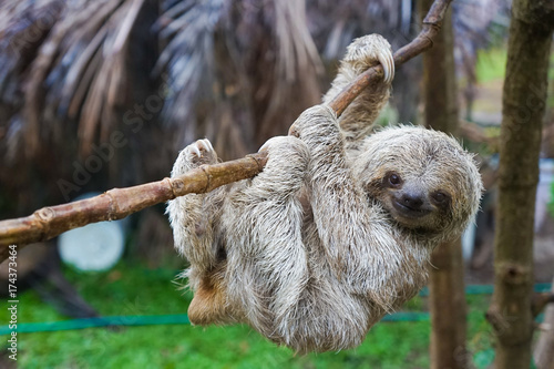 Billede på lærred Baby Sloth in Tree in Costa Rica