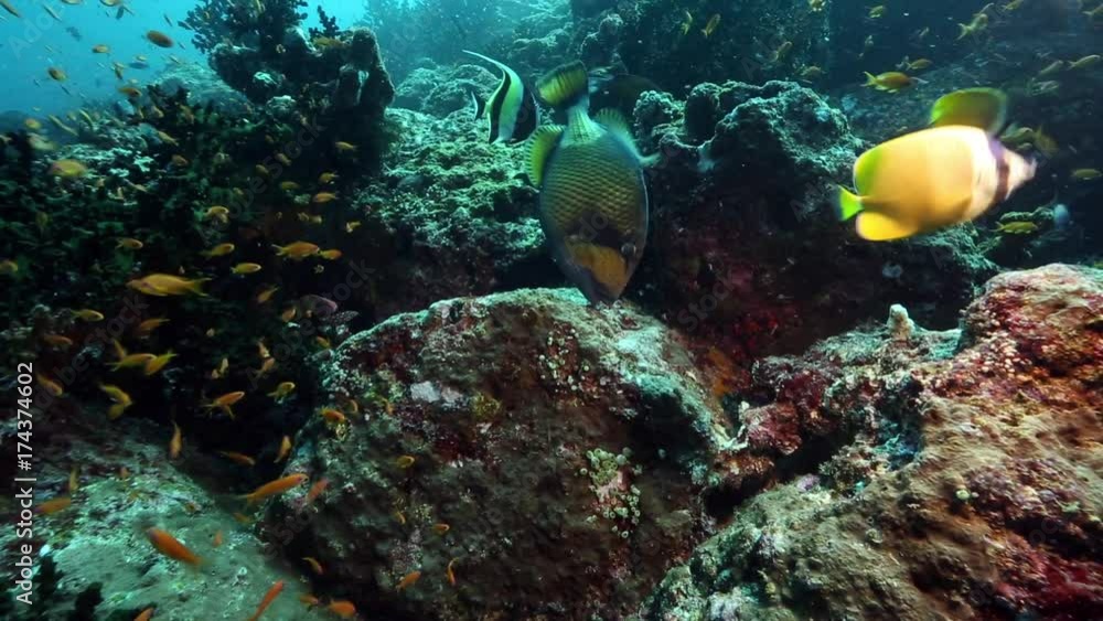 Titan triggerfish eating coral off reef at Pulau Weh, Indonesia Titan triggerfish eating coral off reef at Pulau Weh, Indonesia