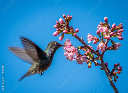 Humming Bird flying and eating