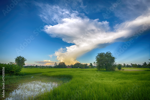 Spectacular cloud on countryside rice field at northeast of thailand