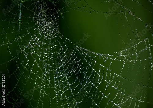Spider web with drops