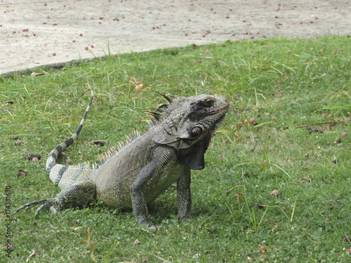 Fototapeta Naklejka Na Ścianę i Meble -  iguana