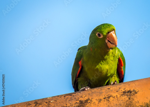 A parrot on the roof