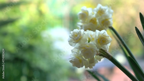 Erlicheer jonquil daffodils in natural garden setting, closeup handheld. photo