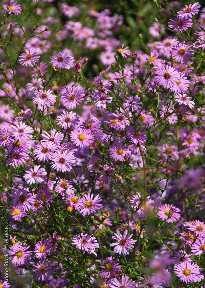 Naklejka premium Pink fall flowers asters