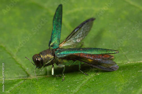 Emerald Ash Borer Spreading its Wings