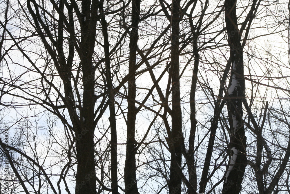 Wooded forest winter contrast texture Wooded forest winter contrast texture