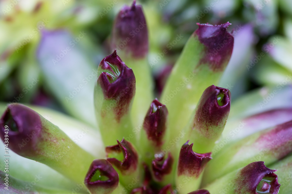 Obraz premium Macro picture of Oddity Hens and Chicks. Taken during spring time.