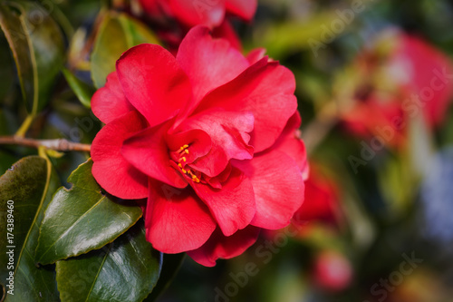 Close up of a Beautiful Red (Camellia) Flower on a Tree during spring time.