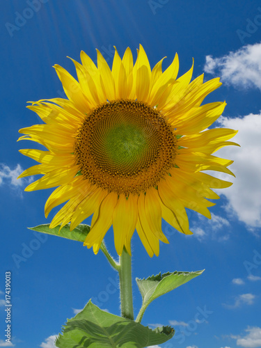 sunflower blue sky and cloud background