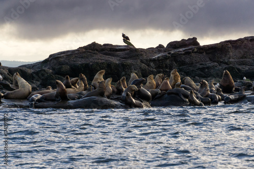 Sea Lions sitting on a rock island during a winter morning. Picture taken in Hornby Island, British Columbia, Canada.