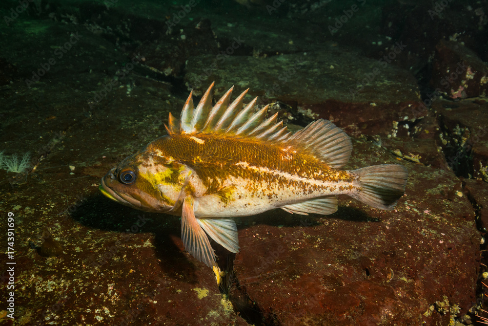 Rockfish at the bottom of the Pacific Ocean floor. Picture taken near Honrby Island, British Columbia, Canada. Rockfish at the bottom of the Pacific Ocean floor. Picture taken near Honrby Island, British Columbia, Canada.