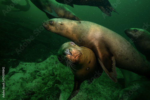 Young group of Sea Lions swimming underwater. Picture taken in Pacific Ocean near Hornby Island, British Columbia, Canada.