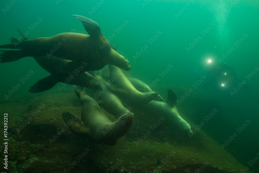 A herd of young sea lions swimming underwater in Pacific Ocean with a scuba diver in the background. Picture taken in Hornby Island, BC, Canada.
