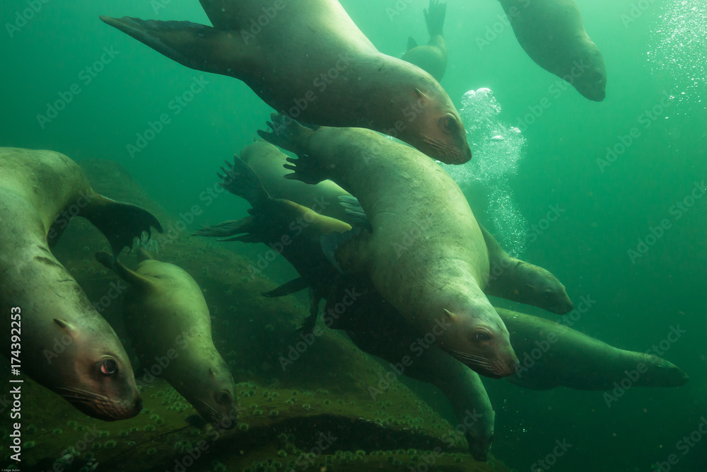 Herd of Sea Lions swimming underwater. Picture taken in Pacific Ocean near Hornby Island, BC, Canada. Herd of Sea Lions swimming underwater. Picture taken in Pacific Ocean near Hornby Island, BC, Canada.