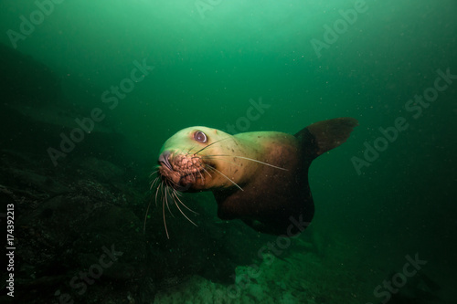 Sea Lion swimming in Pacific Ocean. Picture taken in Hornby Island, British Columbia, Canada.