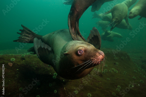 Close up portrait picture of a cute sea lion. Picture taken in Pacific Ocean near Hornby Island, BC, Canada.