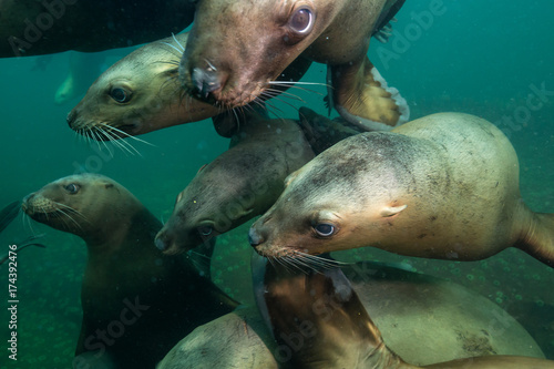 A close up picture of a group of Sea Lions swimming underwater. Picture taken in Pacific Ocean near Honby Island, British Columbia, Canada.