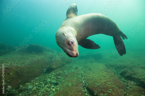 A close up picture of a cute Sea Lion swimming underwater. Picture taken in Pacific Ocean near Hornby Island  British Columbia  Canada.