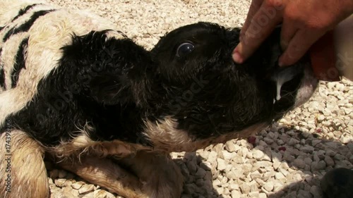 New born calf drinking from feeding bottle photo