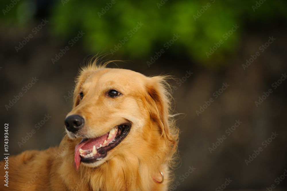 Golden Retriever dog outdoor portrait against trees