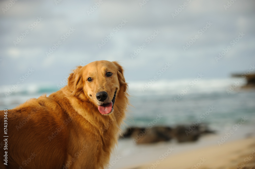 Golden Retriever dog outdoor portrait on sand beach looking back