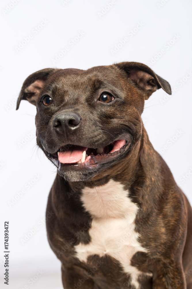cute pitbull dog with opened mouth isolated on white background cute pitbull dog with opened mouth isolated on white background