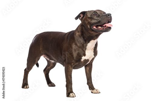 Fototapeta Naklejka Na Ścianę i Meble -  cute pitbull dog standing isolated on white background 
