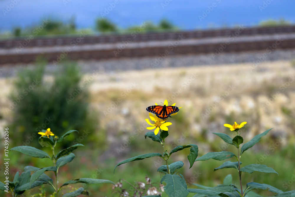 Fototapeta premium Monarch Butterfly on Tickseed Sunflower, alongside a railroad and the Great River Road in Wisconsin, on the banks of the Mississippi River