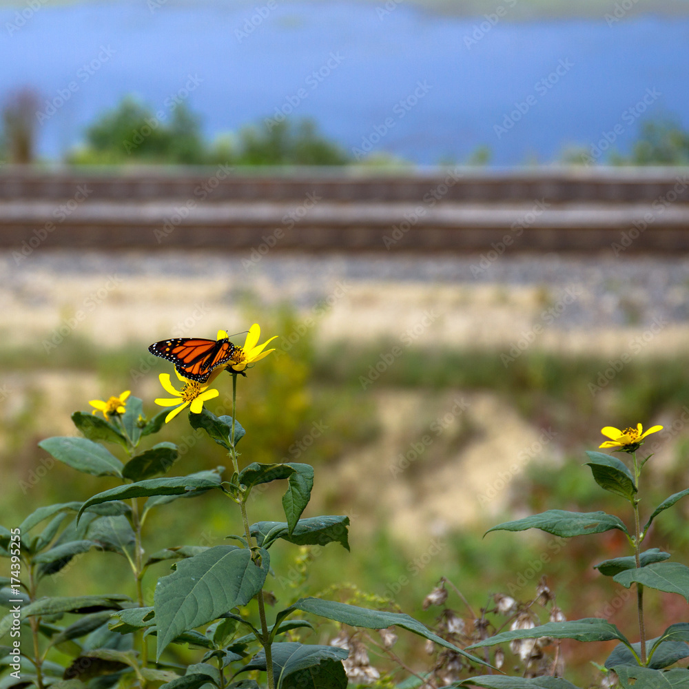 Fototapeta premium Monarch Butterfly on Tickseed Sunflower, alongside a railroad and the Great River Road in Wisconsin, on the banks of the Mississippi River