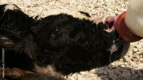 New born calf drinking from feeding bottle photo