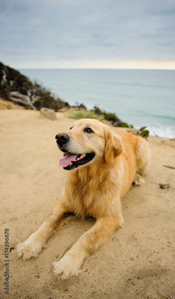 Golden Retriever dog lying on cliffs overlooking ocean Golden Retriever dog lying on cliffs overlooking ocean