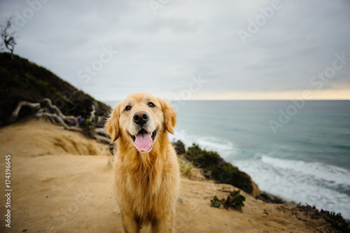 Golden Retriever dog standing on cliffs overlooking ocean