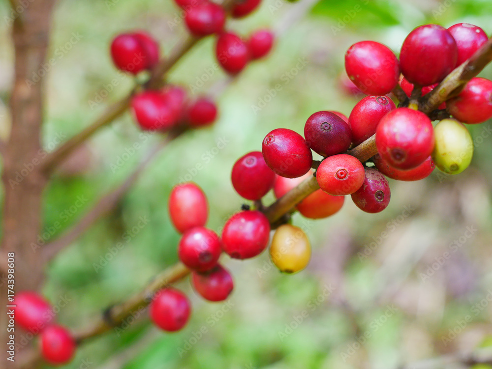 Close up of cherry coffee beans on the branch of coffee plant before harvesting Close up of cherry coffee beans on the branch of coffee plant before harvesting