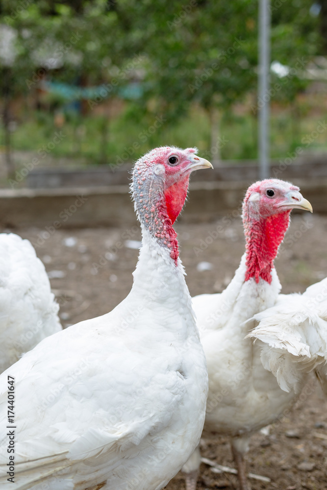 Naklejka premium Turkey on a farm , breeding turkeys. White turkey portrait. Flock of Turkeys at the farm. Pasture raised turkey on a farm.