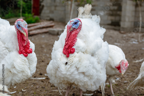 Turkey on a farm , breeding turkeys. White turkey portrait. Flock of Turkeys at the farm. Pasture raised turkey on a farm.