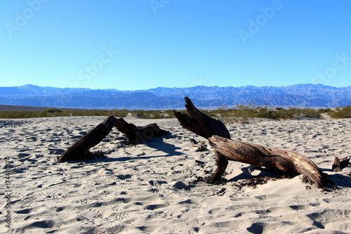 Dead tree in Death Valley National Park  California