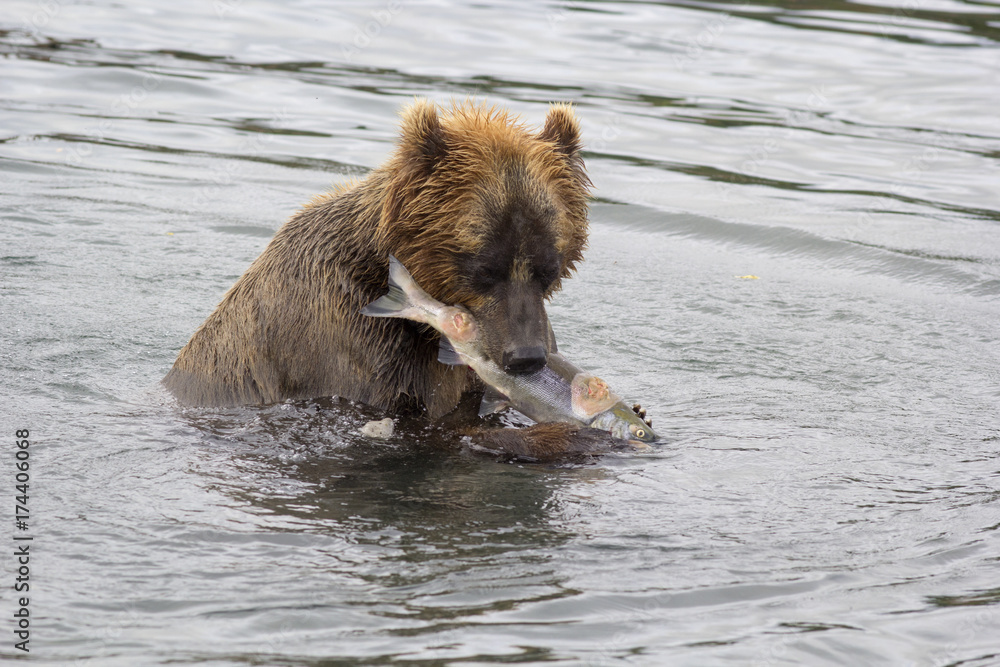 Obraz premium Brown bear eating a freshly caught fish. Kuril lake, Kamchatka, Russia.