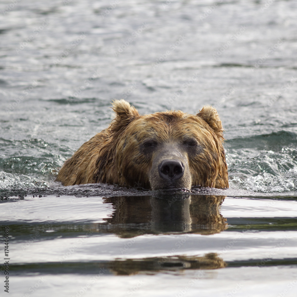 Brown bear in water. Closeup portrait