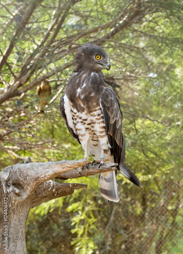 Short-toed snake eagle (Circaetus gallicus), also known as short-toed eagle
