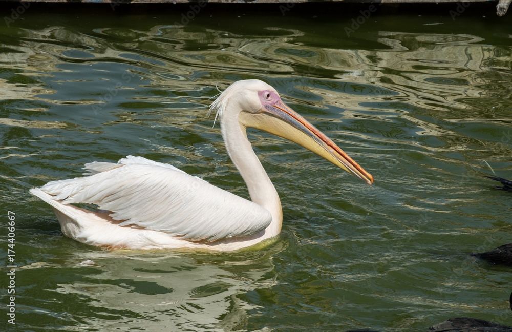 Great white pelican (Pelecanus onocrotalus) Great white pelican (Pelecanus onocrotalus)