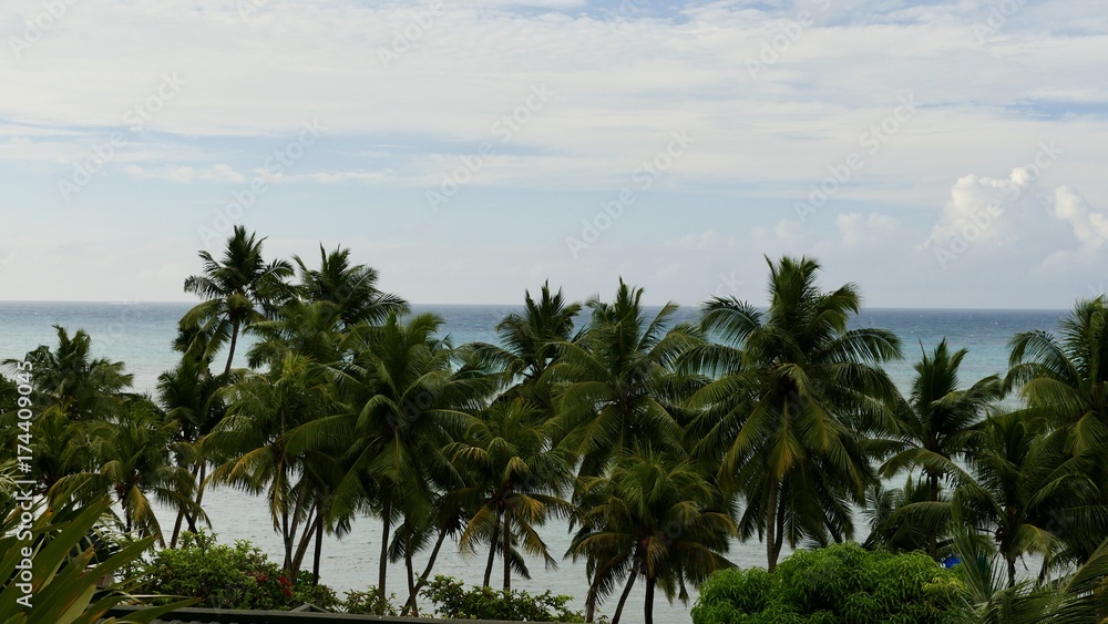 Cocotiers et océan indien, Seychelles Cocotiers et océan indien, Seychelles