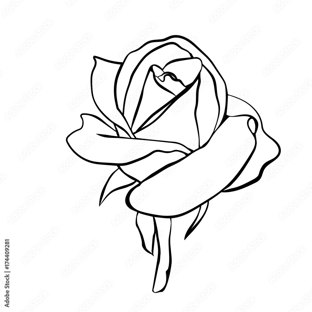 Rose sketch on white background Rose sketch on white background