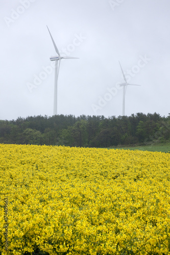 菜の花と風力発電