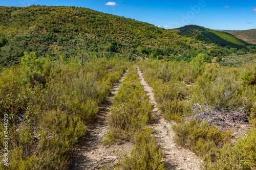 Old track in the middle of the bush © F.C.G.