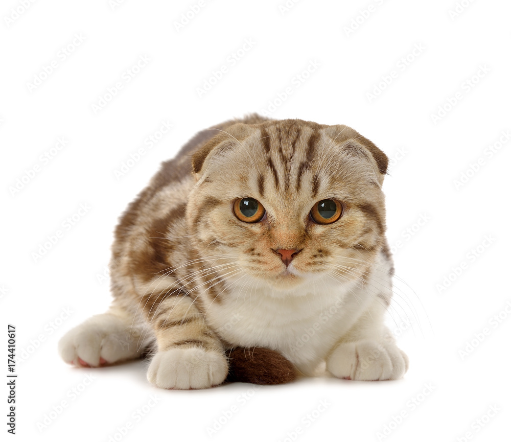 Fototapeta premium Marble brown Scottish fold kitten