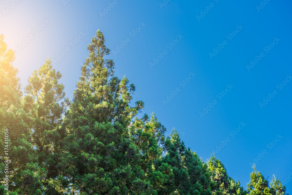 Pine row in blue sky on the background in the morning .
